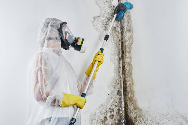 Best Kitchen Mold Remediation in Irving, TX