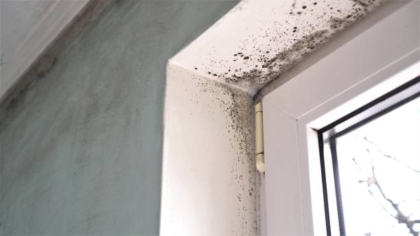 Best Insurance-Related Mold Remediation in Irving, TX