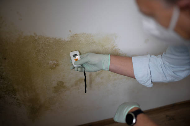 Best Health and Safety Mold Remediation in Irving, TX