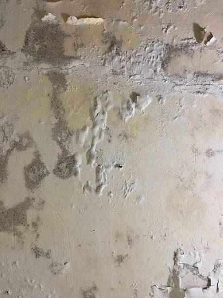 Best Commercial Mold Remediation in Irving, TX