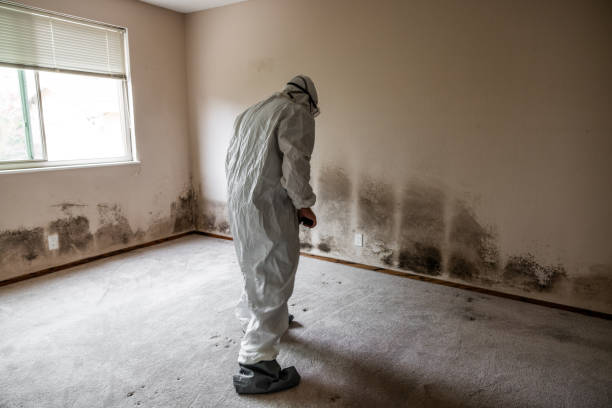 Best Localized Mold Remediation (e.g., coastal areas, humid climates) in Irving, TX