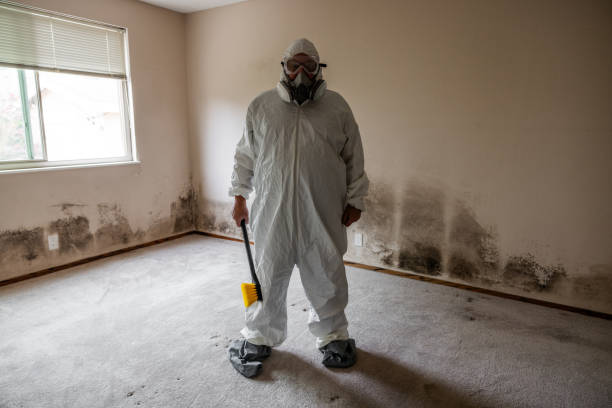 Best DIY Mold Remediation Support Services in Irving, TX