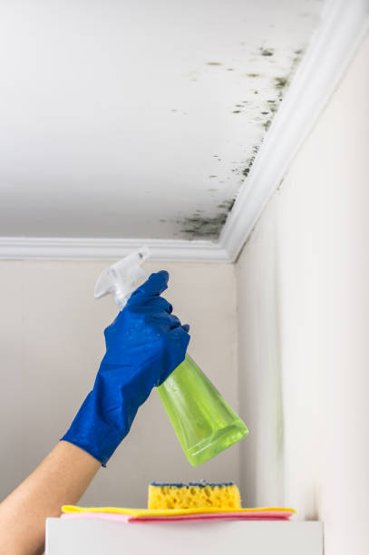 Best Post-Flood Mold Remediation in Irving, TX