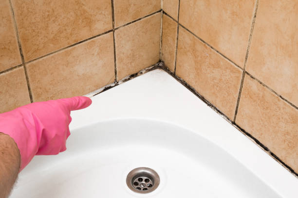 Best Residential Mold Remediation in Irving, TX