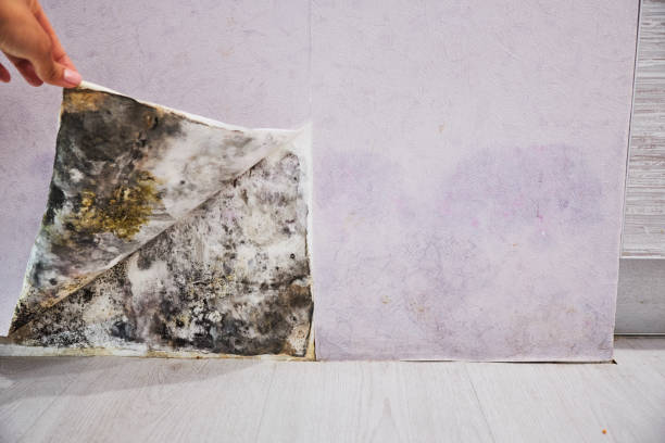 Best Preventive Mold Services in Irving, TX